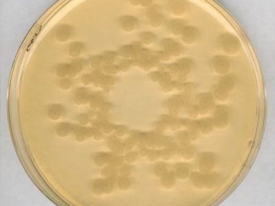 محیط کشت TSA, خرید محیط کشت TSA, فروش محیط کشت TSA, 105458, Tryptic Soy Agar