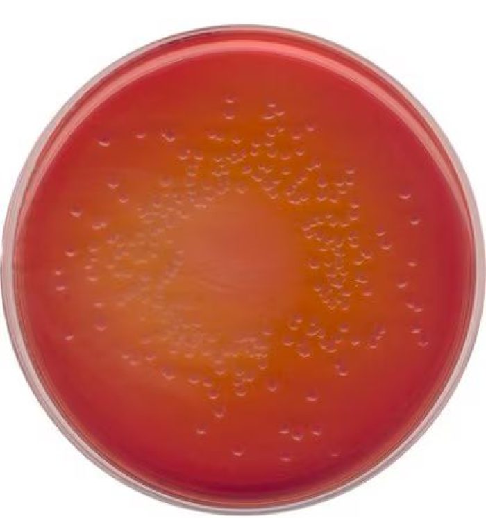 محیط کشت آگار مک‌کانکی, MacConkey Agar , 105465, خرید محیط کشت آگار مک‌کانکی