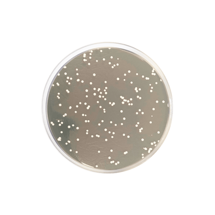 محیط کشت YGC, خرید محیط کشت YGC, فروش محیط کشت YGC , 116000  , Yeast Glucose Chloramphenicol Agar