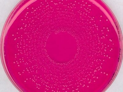 محیط کشت مانیتول سالت, فروش محیط کشت مانیتول سالت فنول‌ رد آگار, خرید محیط کشت مانیتول سالت فنول‌ رد آگار, Mannitol Salt Phenol-Red Agar, 105410