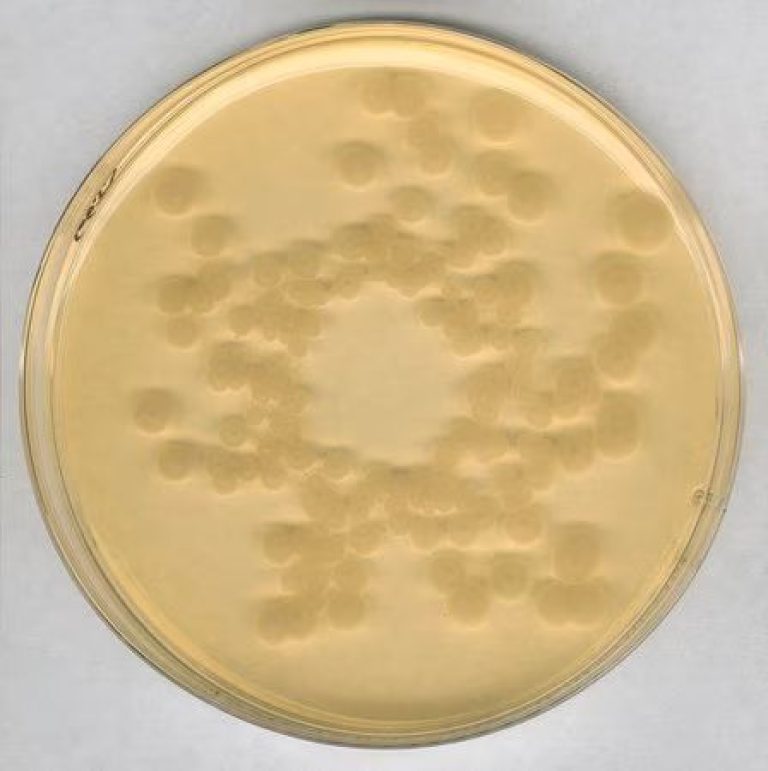 محیط کشت TSA, خرید محیط کشت TSA, فروش محیط کشت TSA, 105458, Tryptic Soy Agar