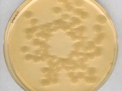 خرید محیط کشت RCA, Reinforced clostridial agar, 105410 , RCA , 1054100500