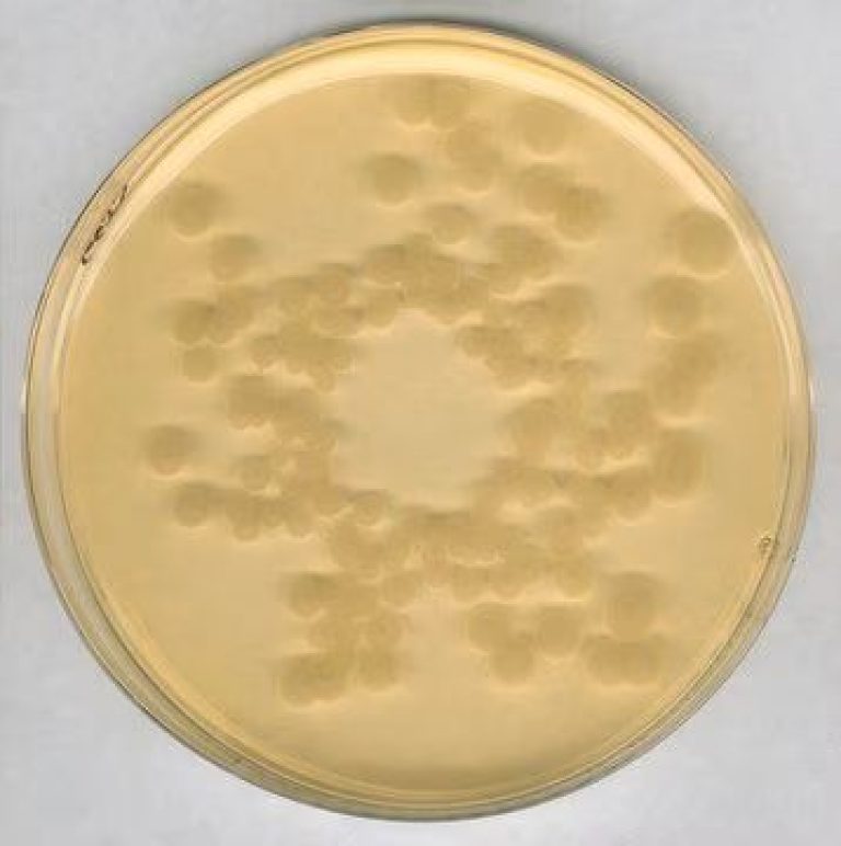 خرید محیط کشت RCA, Reinforced clostridial agar, 105410 , RCA , 1054100500