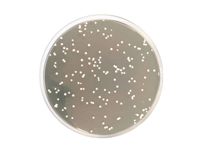 محیط کشت YGC, خرید محیط کشت YGC, فروش محیط کشت YGC , 116000  , Yeast Glucose Chloramphenicol Agar