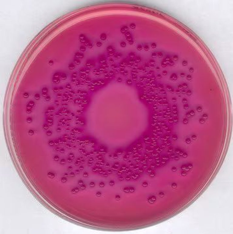 محیط کشت VRBD , خرید محیط کشت VRBD , فروش محیط کشت VRBD , VRBD (Violet Red Bile Dextrose) agar , 110275