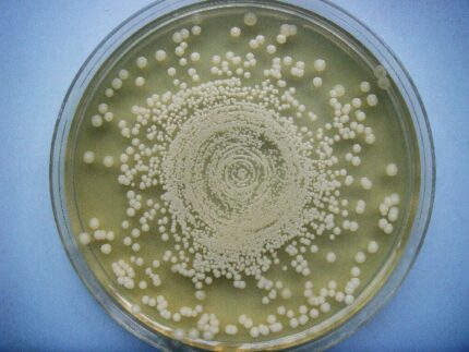 محیط کشت مولر هینتون آگار, کد مرک 105435 , Mueller Hinton Agar