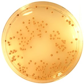 محیط کشت DG18, کد مرک 100465 , Dichloran Glycerol Chloramphenicol Agar